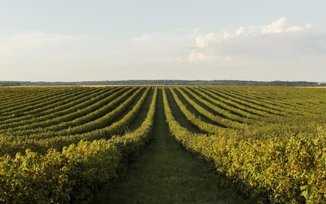 Le cycle de la vigne : comprendre les saisons du vin