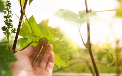Les vins BIO : entre engagement et contraintes