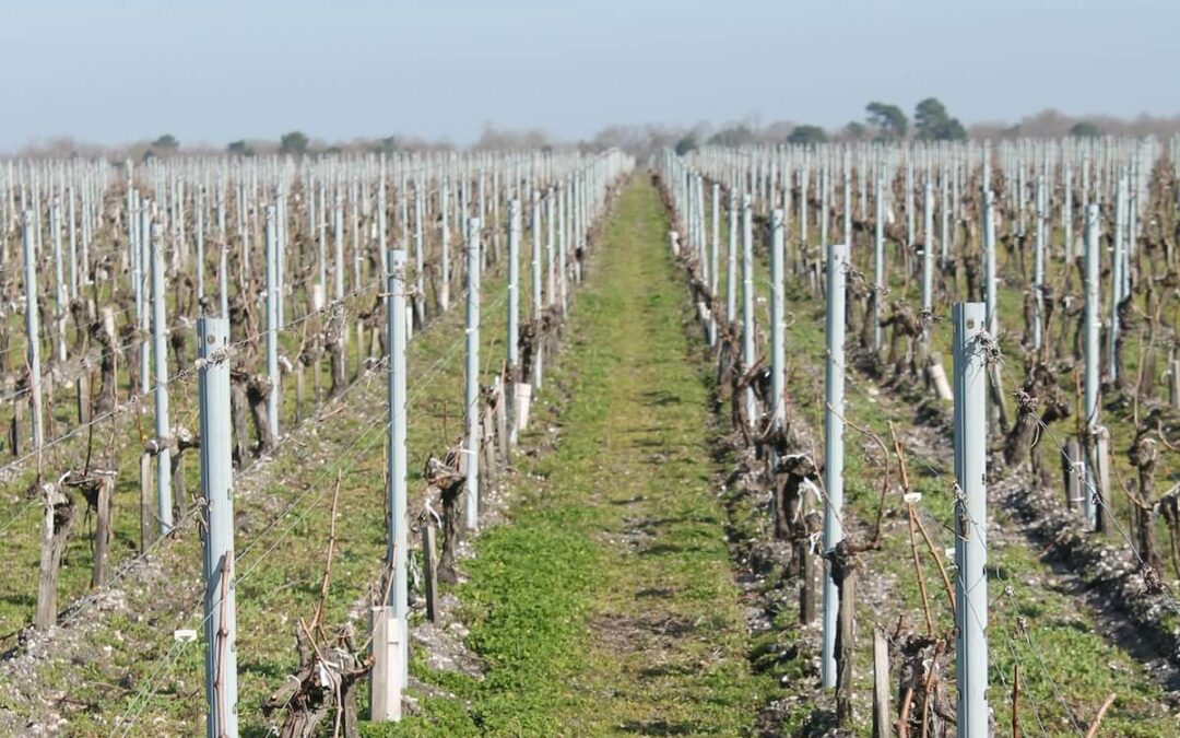 Protéger la vigne du froid : comprendre les enjeux de l’hiver pour le vignoble