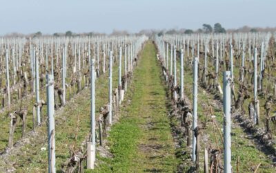 Protecting the vine from the cold: understanding the challenges winter poses for the vineyard