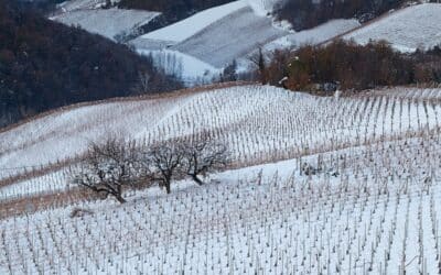 Protéger la vigne du froid : comprendre les enjeux de l’hiver pour le vignoble