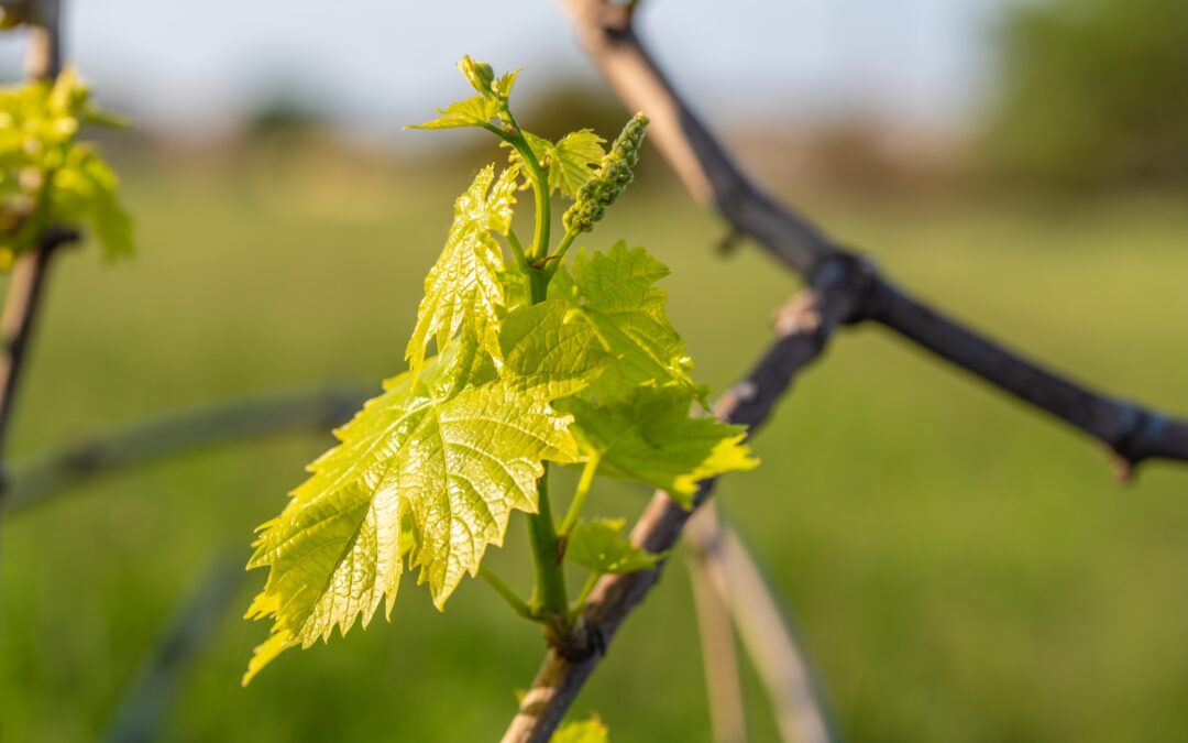Copper in organic viticulture: role, limits and alternatives